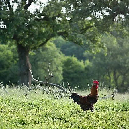 Appartement Gaestehaus Gnant *
