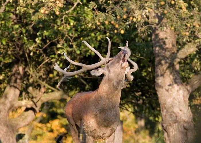 Lägenhet Gaestehaus Gnant Winten (Wienerwald)