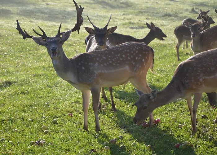 Διαμέρισμα Gaestehaus Gnant