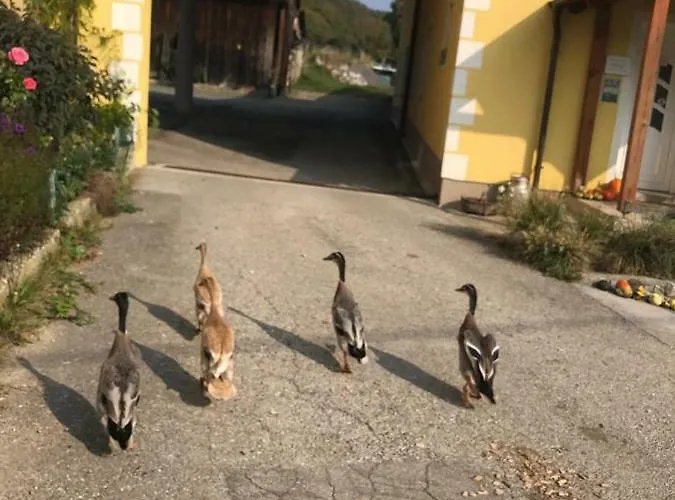 Gastehaus Gnant * Winten (Wienerwald)
